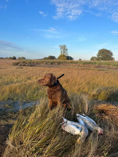 Hunting Snow goose at Auberge-Pourvoirie Isle-aux-Grues, Chaudière-Appalaches, Quebec