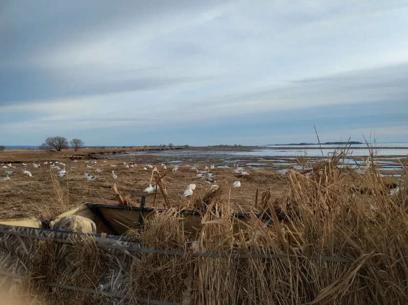 Hunting Snow goose at Auberge-Pourvoirie Isle-aux-Grues, Chaudière-Appalaches, Quebec — photo 2