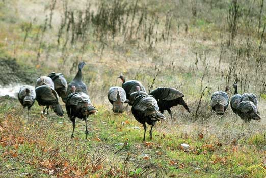 Hunting Wild turkey at Aventure Évasion Estrie, Eastern Townships, Quebec