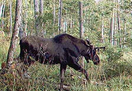 Hunting Moose at Aventure Évasion Estrie, Eastern Townships, Quebec