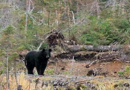 Hunting Black bear at Aventure Évasion Estrie, Eastern Townships, Quebec