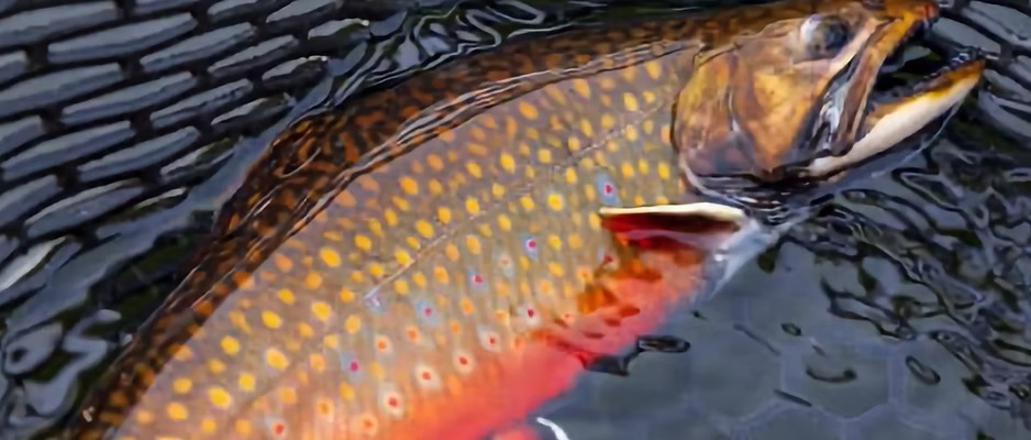 Fishing Brook trout at Domaine du Lac Kergus, Côte-Nord, Quebec — photo 3