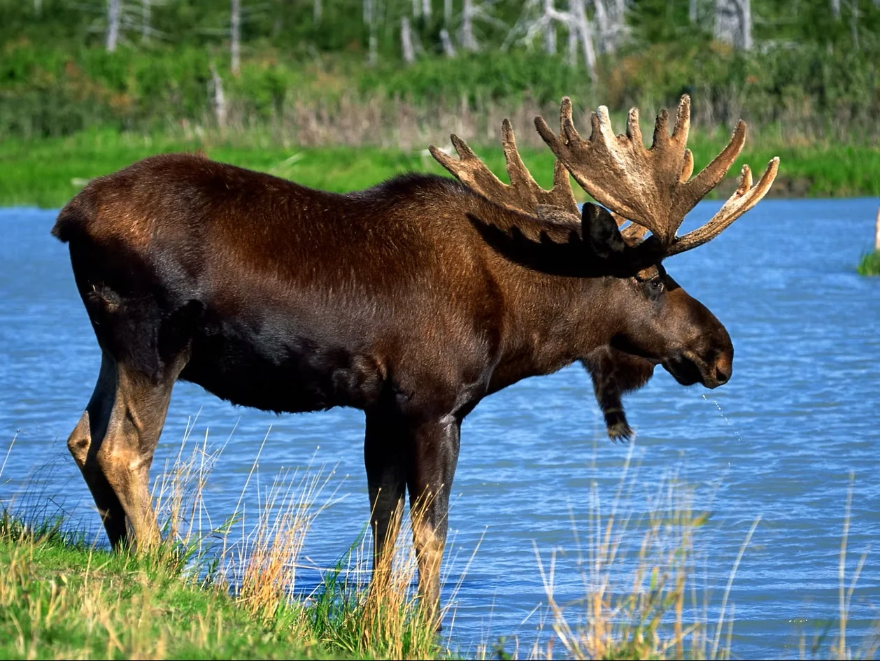 Hunting Moose at Domaine du Lac Kergus, Côte-Nord, Quebec — photo 2