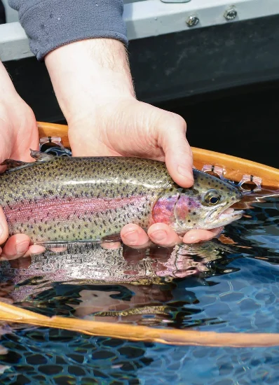 Fishing Rainbow trout at Kenauk Nature, Outaouais, Quebec