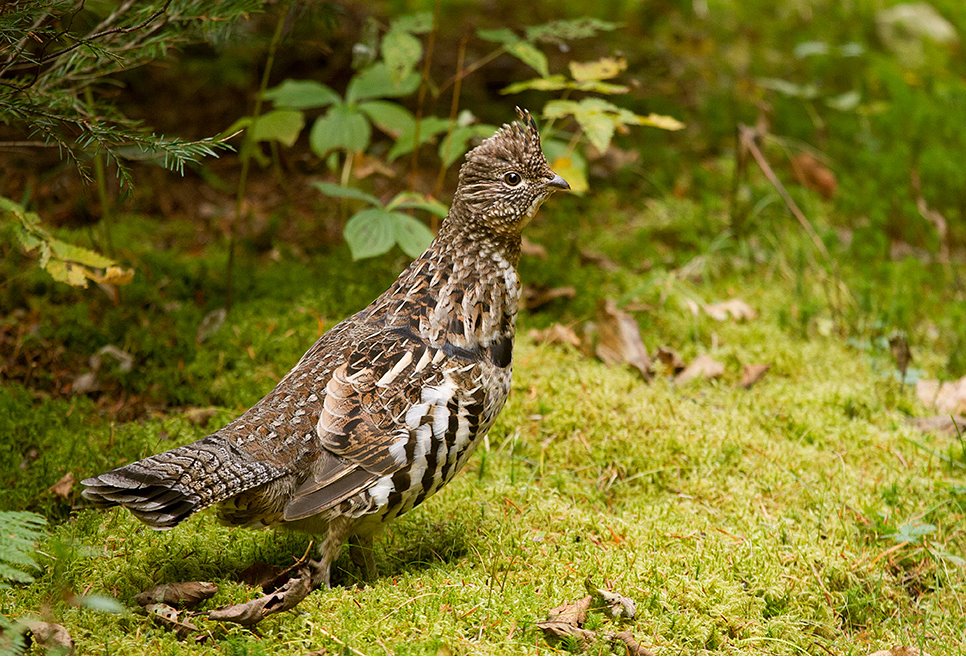Photo of Pourvoirie Ayapewa in Mauricie, QC