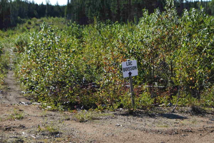 CAMPS BOISSON – Pourvoirie du Lac à l'Ours Blanc