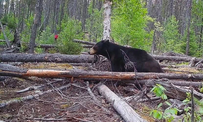 Chasse Ours noir chez Pourvoirie du Lac à l'Ours Blanc, Mauricie, Québec