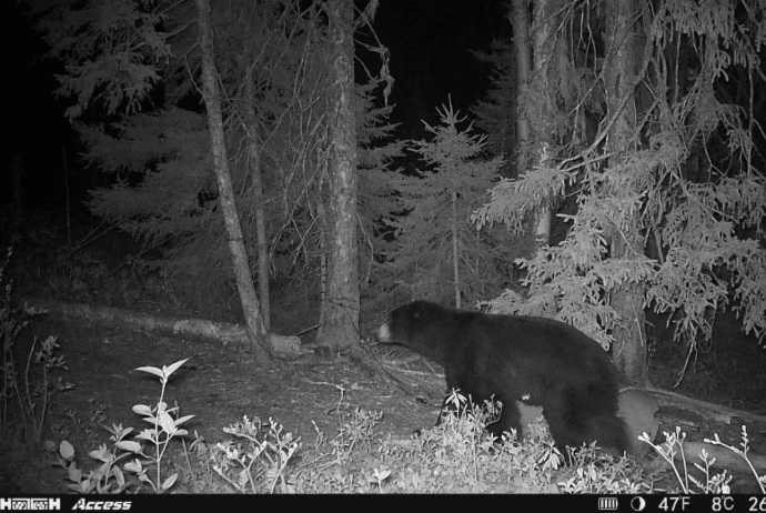 Chasse Ours noir chez Pourvoirie du Lac à l'Ours Blanc, Mauricie, Québec — photo 2