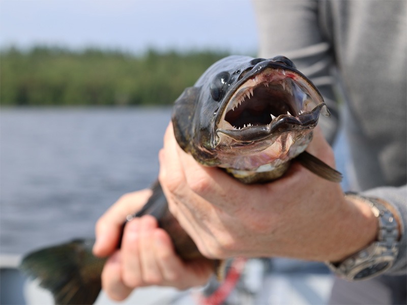 Pêche Brochet chez Pourvoirie du Lac Matchi-Manitou, Abitibi-Témiscamingue, Québec — photo 2