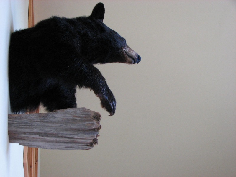 CONDO - SUITE DE L'OURS – Pourvoirie Fer à Cheval
