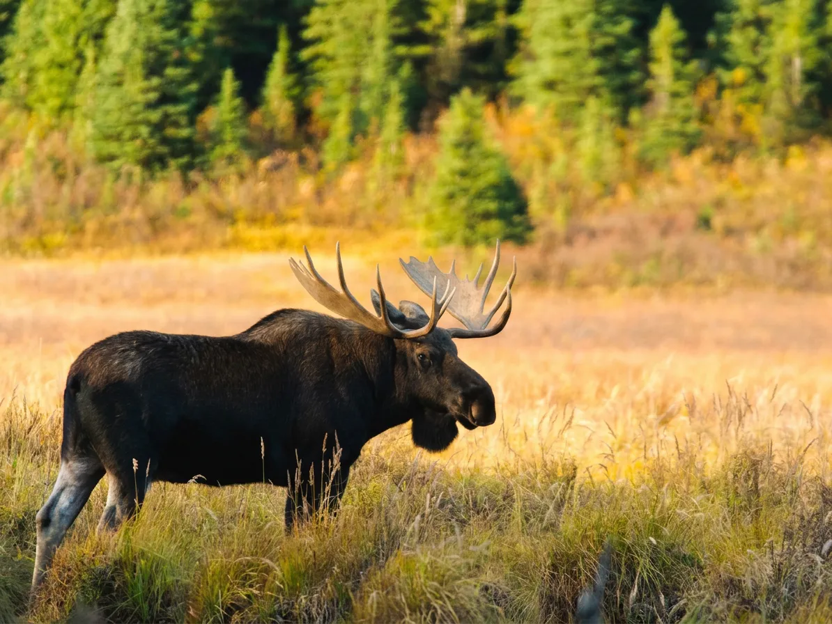 Photo de Pourvoirie Fer à Cheval dans les Laurentides, Qc