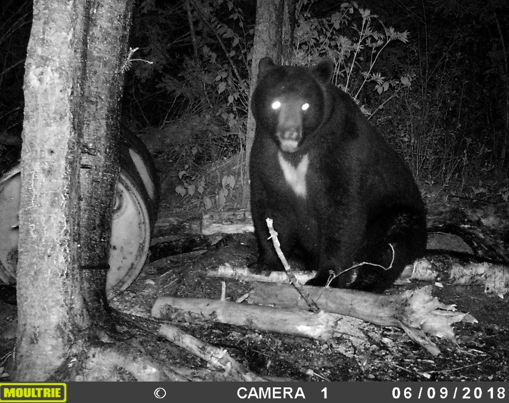 Hunting Black bear at Pourvoirie Fer à Cheval, Laurentides, Quebec — photo 5