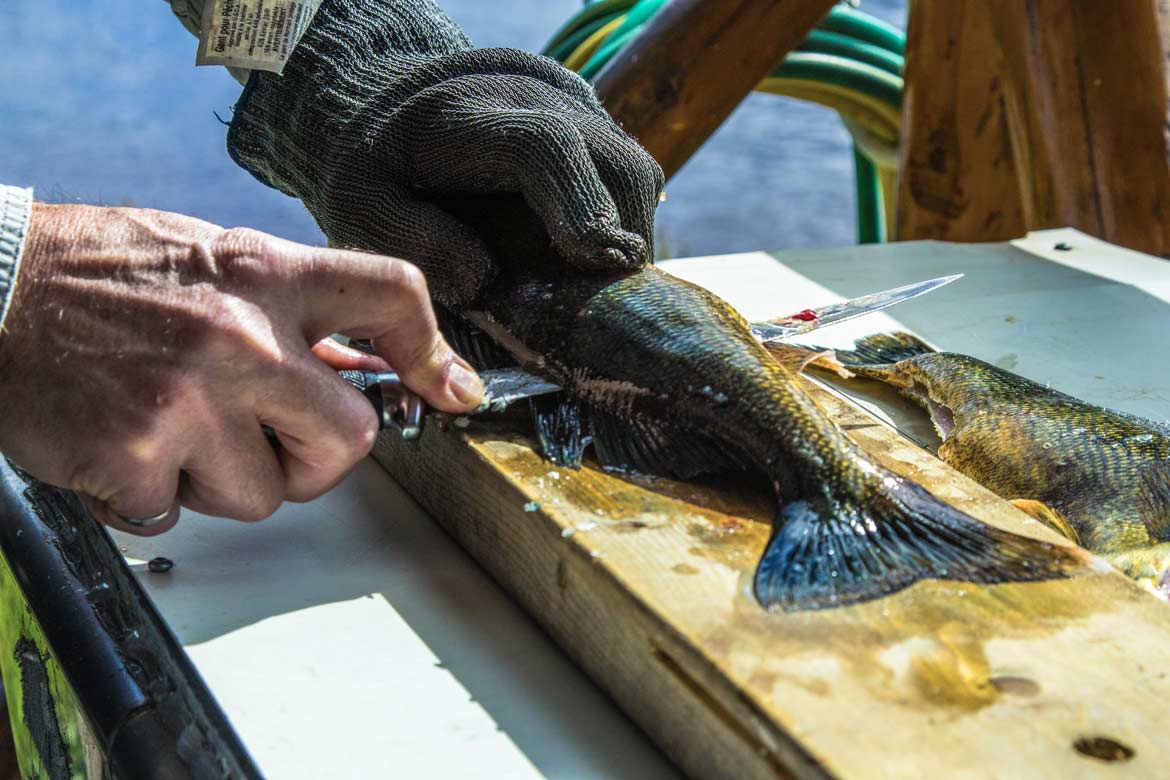 Fishing Walleye at Pourvoirie WetetNagami Inc., Abitibi-Témiscamingue, Quebec