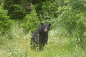 Black Bear – Black Bear