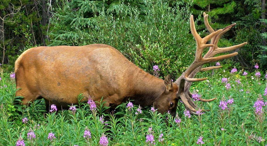 Photo of Alberta Hunting Adventures in Edmonton Region, AB