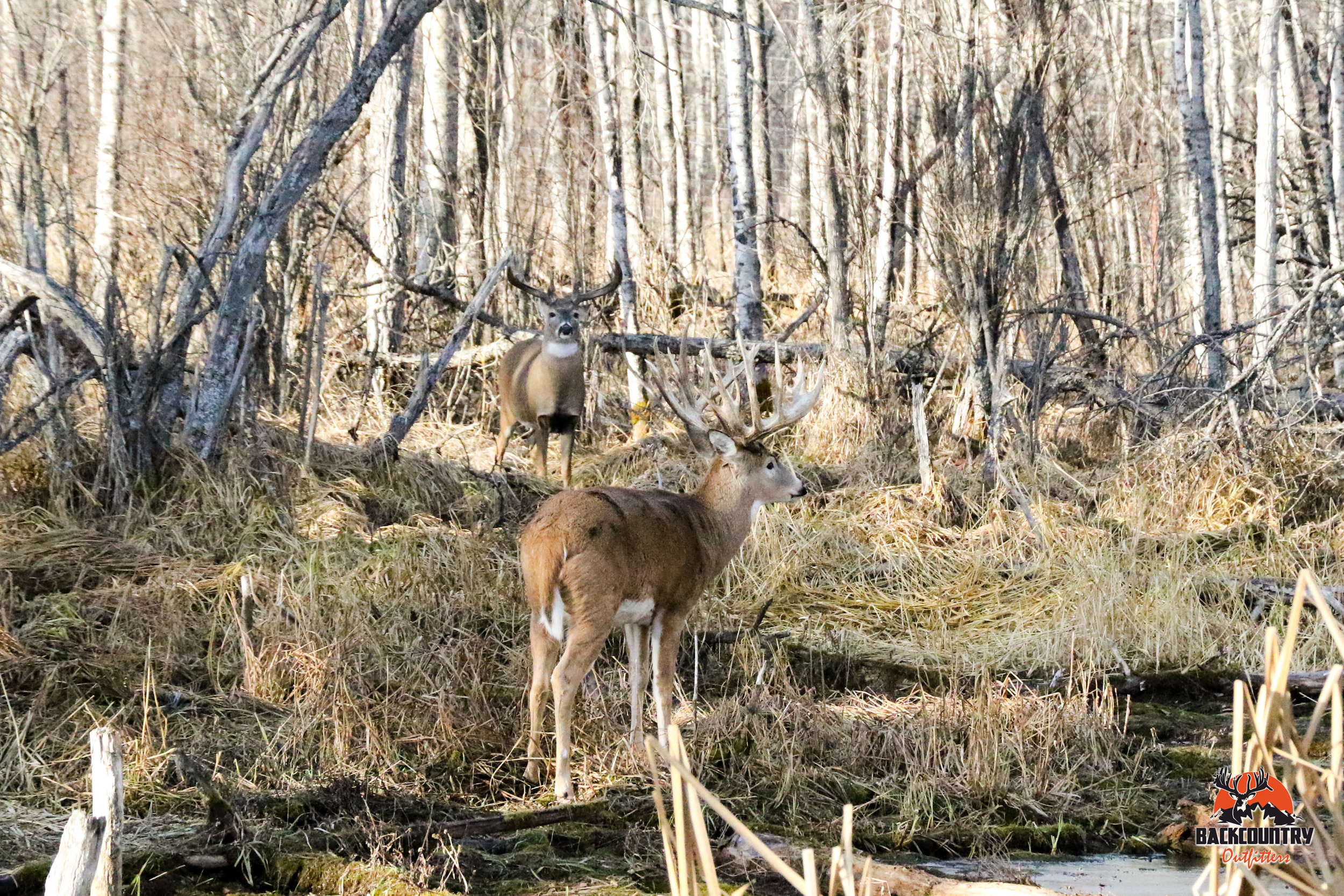 Photo of Backcountry Bighorns Inc. in Alberta