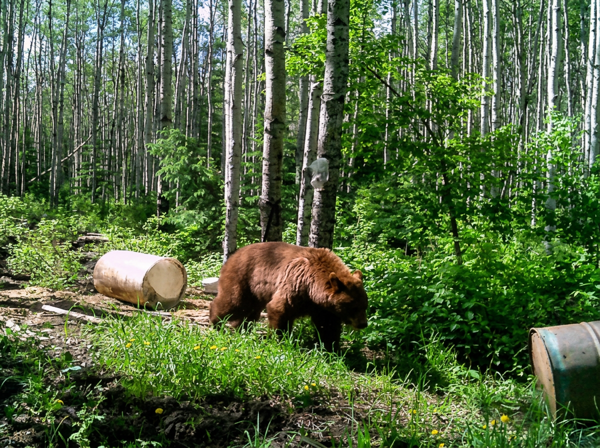 Photo of Big Knife Outfitters in Peace Country, AB
