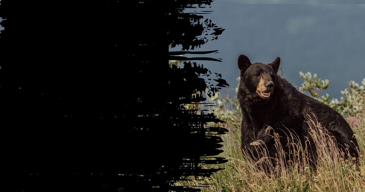 Photo of Big Stone Outfitting Ltd. in Peace Country, AB
