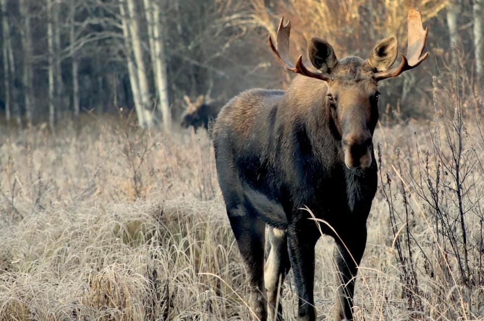 Photo of Blais'n Bulls Outfitting Ltd. in Peace Country, AB