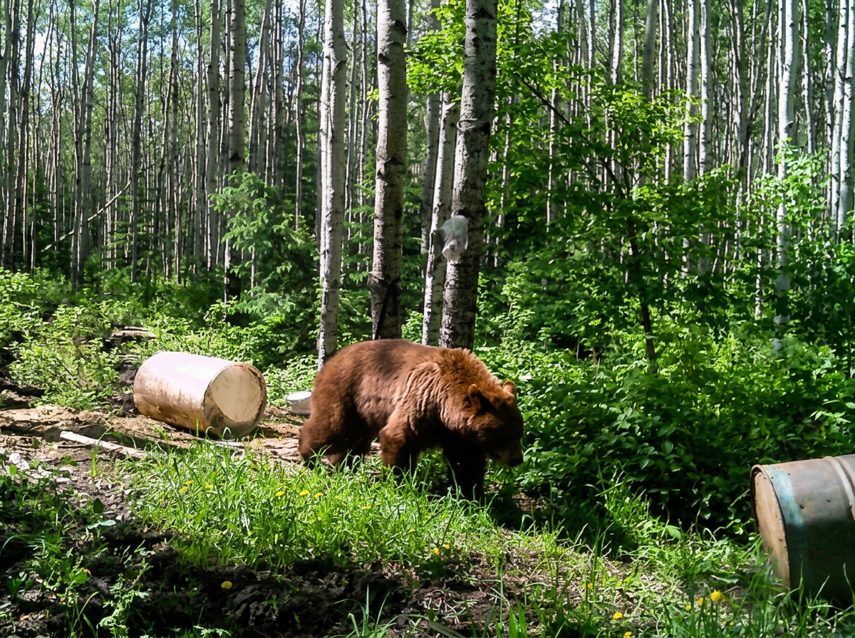 Photo of Brad Kercher Guiding & Outfitting in Peace Country, AB