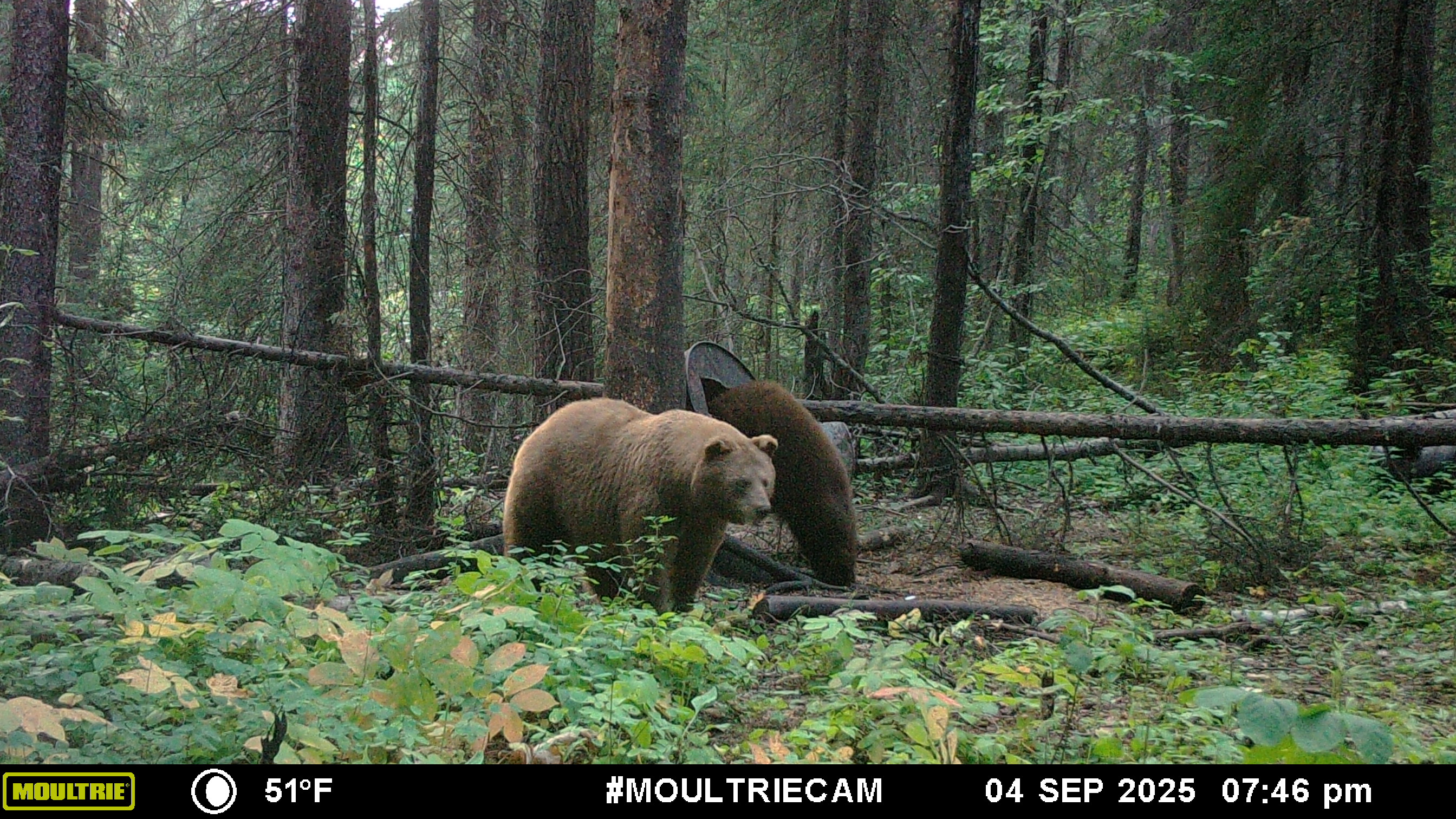 Photo de Bear North Outfitters dans le Nord du Manitoba, Mb