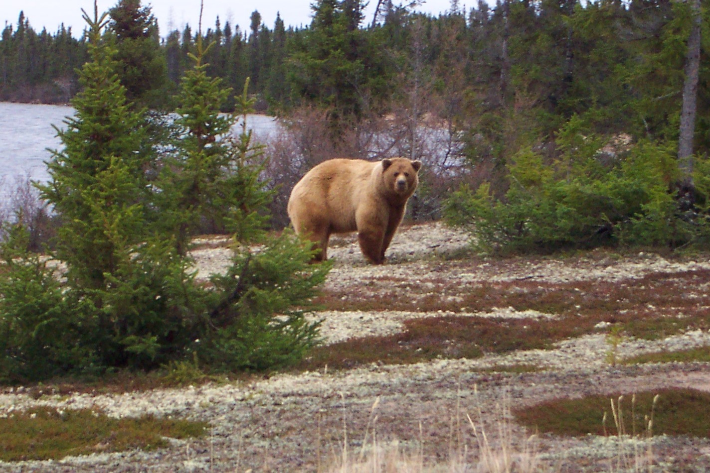 Photo of Munroe Lake Lodge in Northern Manitoba, MB