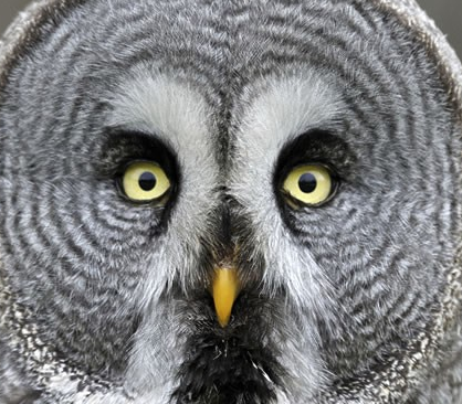 Grey Owl Outfitters Lodge — Grey Owl Outfitters – Grey Owl Outfitters