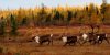 Chalet d'avant-poste du lac Small – North Knife Lake Lodge