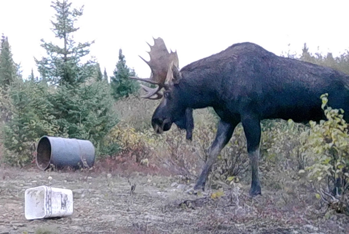 Cabin The Moose - #1 — Whitefish Lodge & Outpost Camps – Whitefish Lodge & Outpost Camps