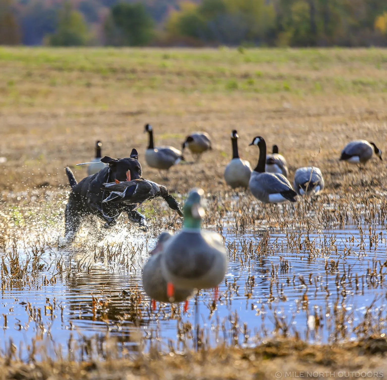 Photo de Wingfeather Outfitters dans la Péninsule Bruce, On