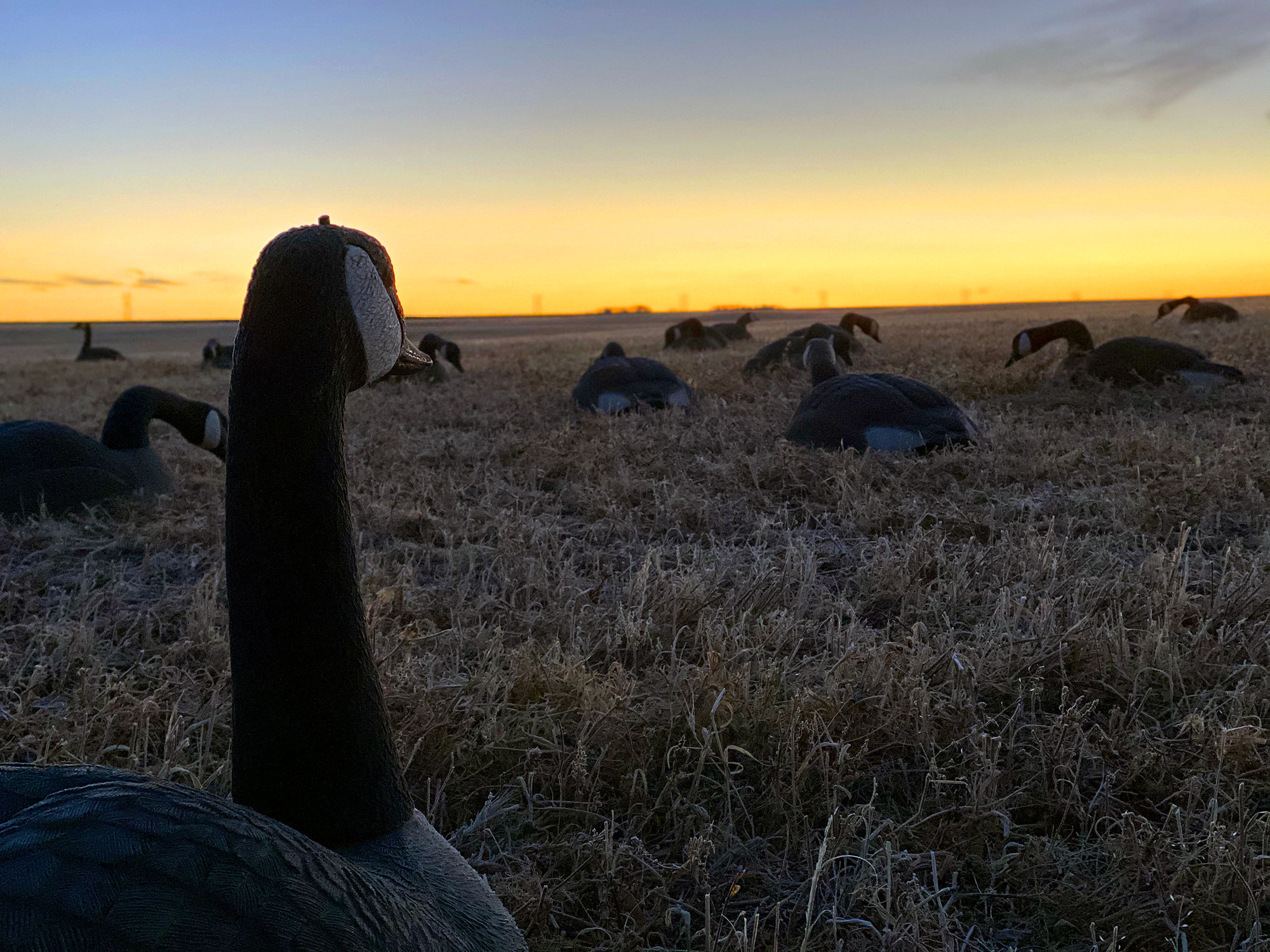 Photo de 12 Gauge Outfitting Ltd. dans les Prairies, Sk