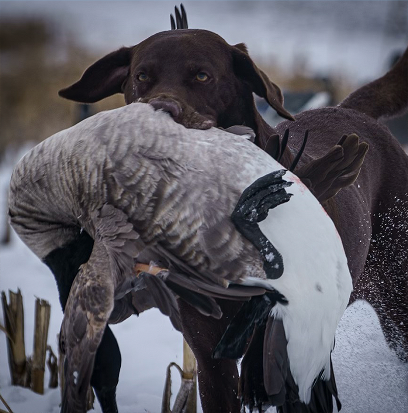 The Lodge – Aurora Wings Outfitters
