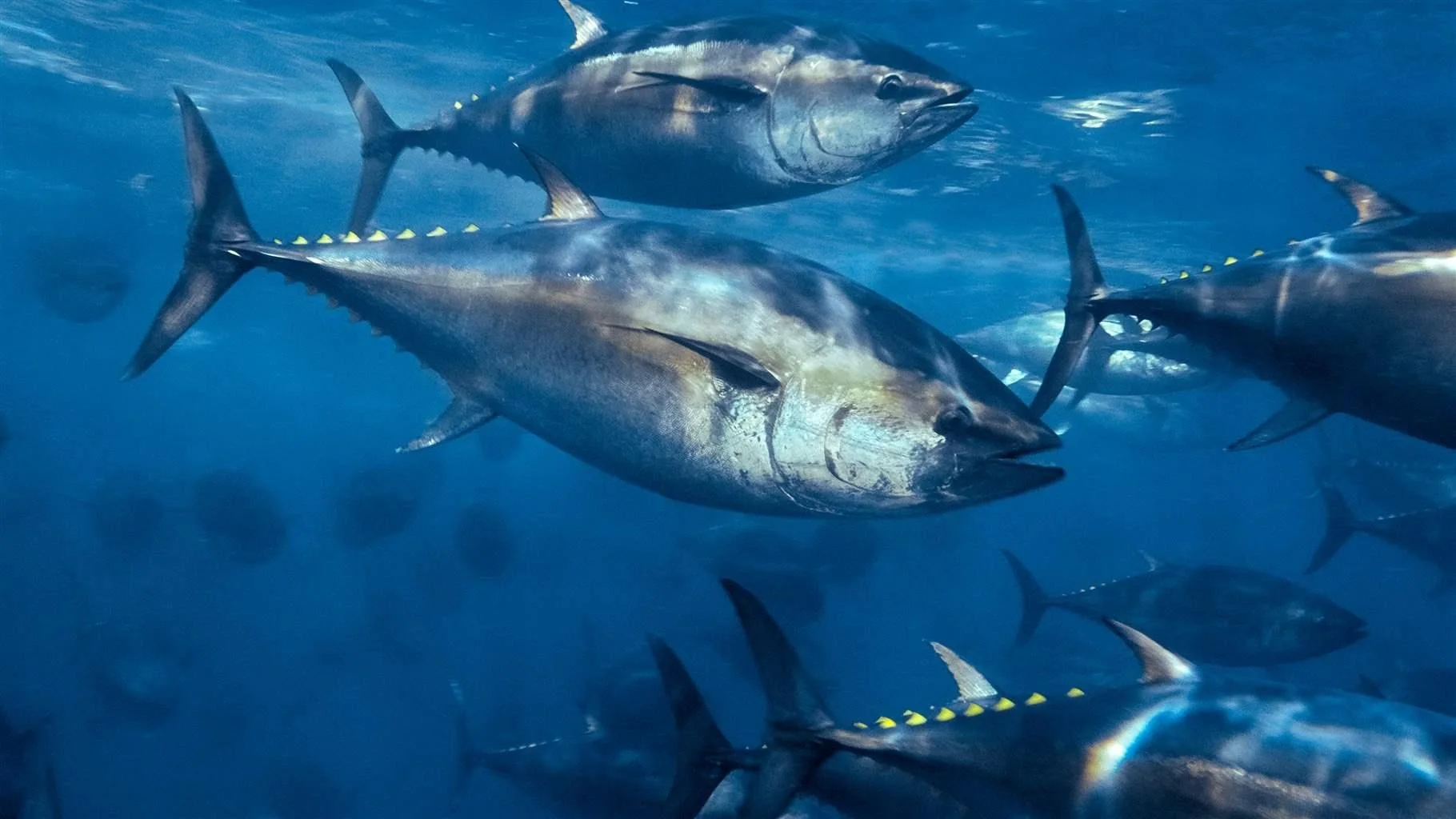 Photo de Bruce Brothers Fishing Charters sur la Route côtière Points East, Pe