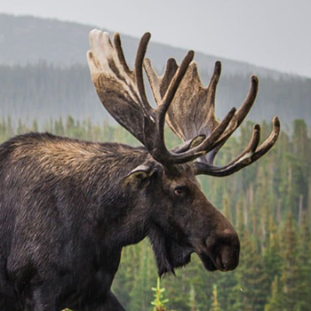 Moose hunting at Camps Lac-aux-Sables, Abitibi-Témiscamingue, Quebec