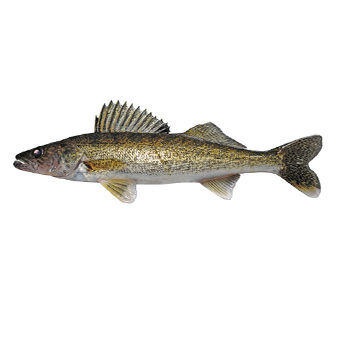 Walleye fishing at Camps Lac-aux-Sables, Abitibi-Témiscamingue, Quebec