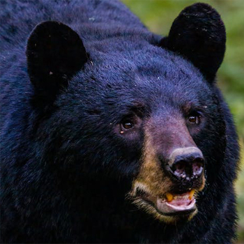 Black bear spotted on the outfitter's territory. at Camps Lac-aux-Sables, Abitibi-Témiscamingue, Quebec