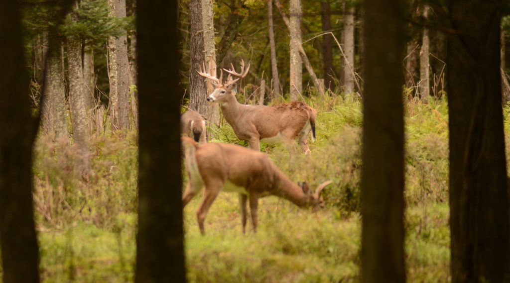 Photo de Les Chasses Nemrod à Lanaudière, Qc