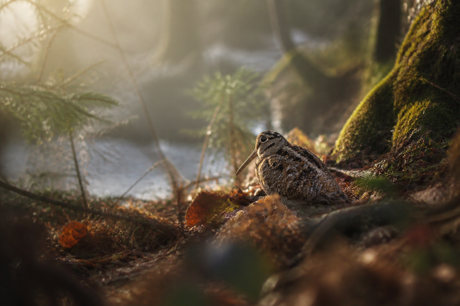 Bécasse en milieu naturel au Québec