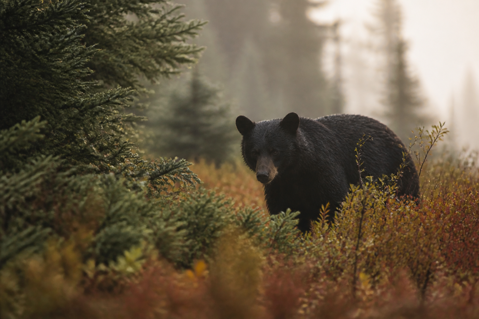 Ours noir en milieu naturel au Québec