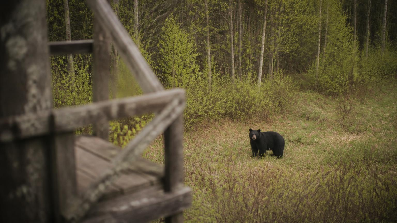 Black bear in a spring clearing seen from a wooden tree stand