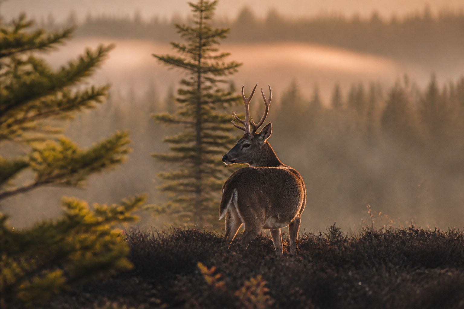 Deer in the wild in Quebec