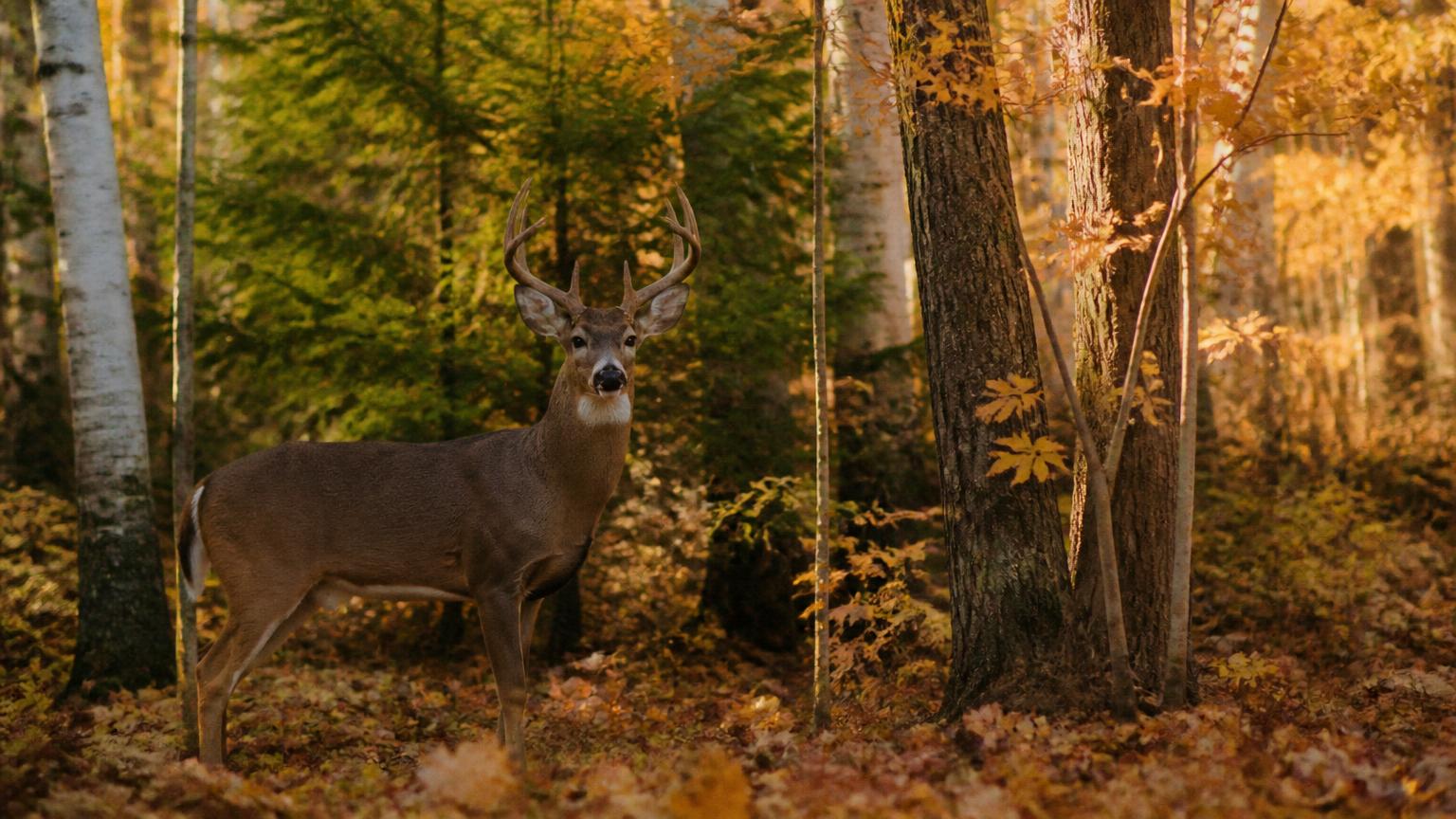 White-tailed buck in a hardwood forest in autumn colours