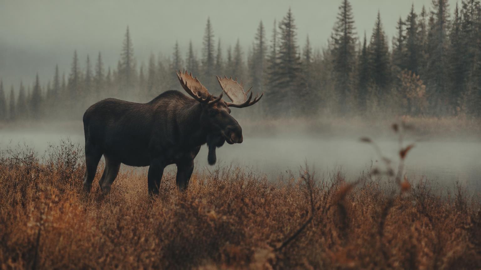 Bull moose in morning fog at the edge of a boreal marsh