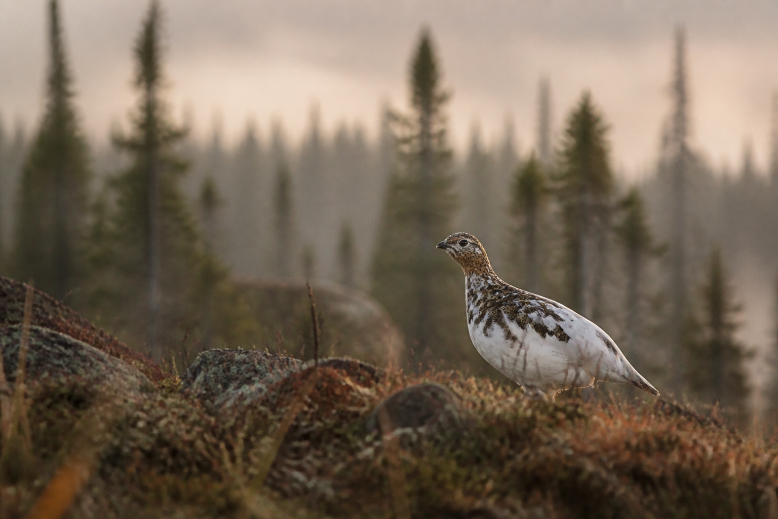 Lagopède des saules en milieu naturel au Québec